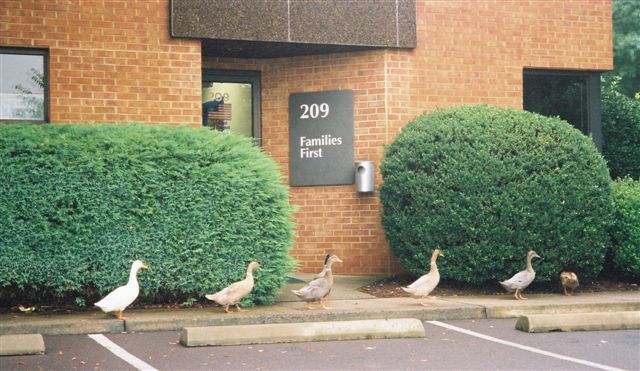 ducks outside old office